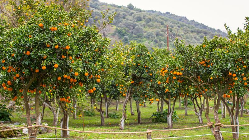 10 Tree Care And Maintenance Tips For Fruit-Bearing Trees